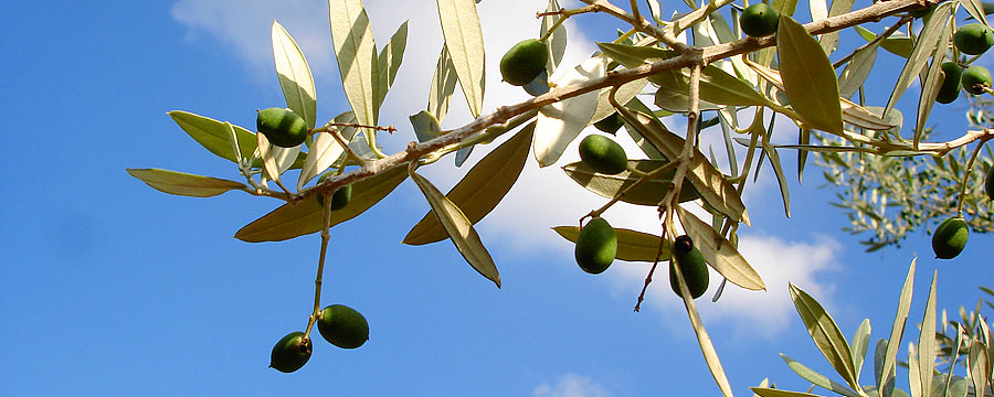 olives4